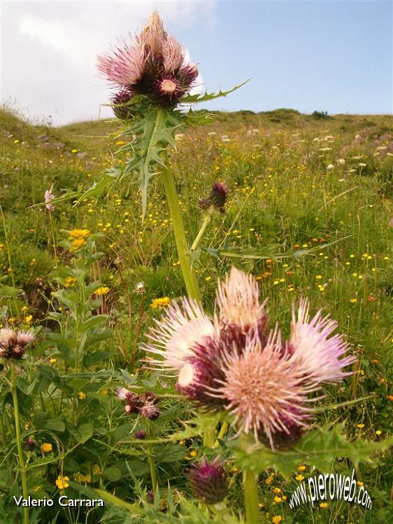 Tanti altri fiori sempre nella conca dei Campelli (5).jpg